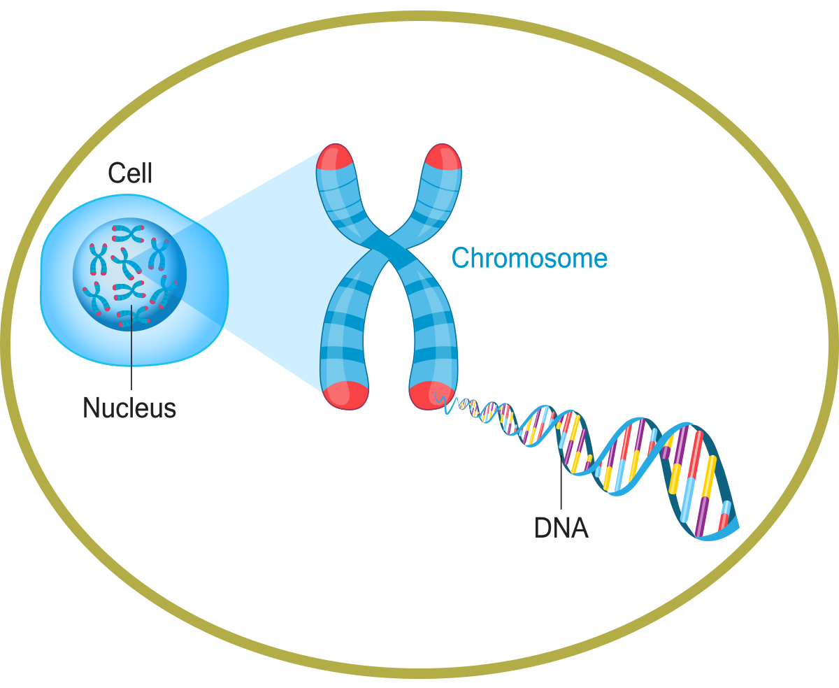 Набор хромосом и днк клетки 2n2c. Деспирализованные хромосомы. Деспирадизованные хромосом. ДНК И хромосомы.